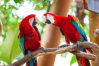 《碧蓝幻想：Relink》全球销量11天突破100万份